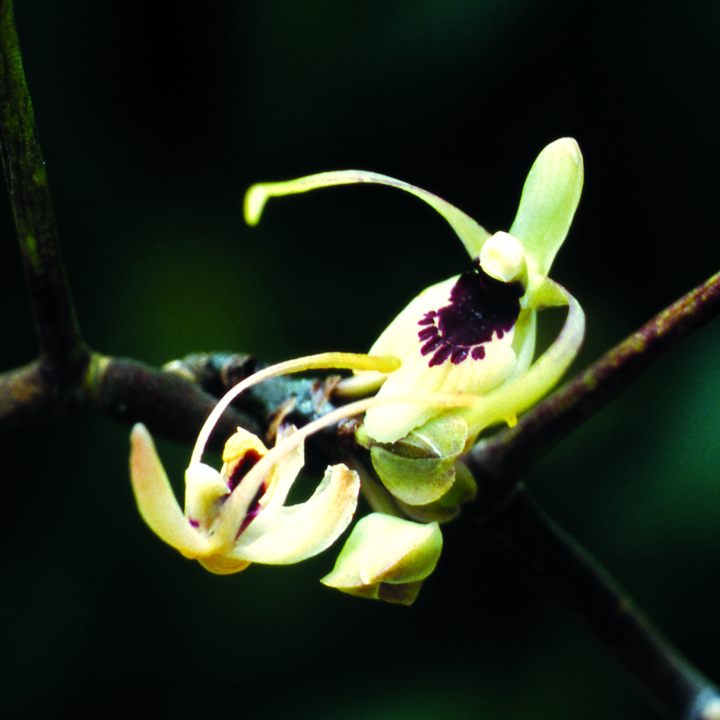 เอื้องงูเขียวปากม่วง Luisia secunda Seidenf.<br/>ORCHIDACEAE